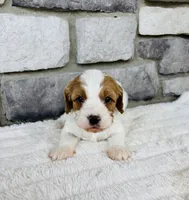 Bruno , a male Cavapoo for sale in Auburn, KY – 4 of 5