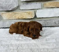 Blaze , a male Cavapoo for sale in Auburn, KY – 2 of 7