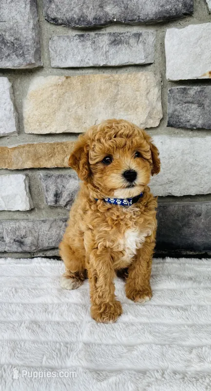 Kobe – Bichpoo puppy for sale in Auburn, KY