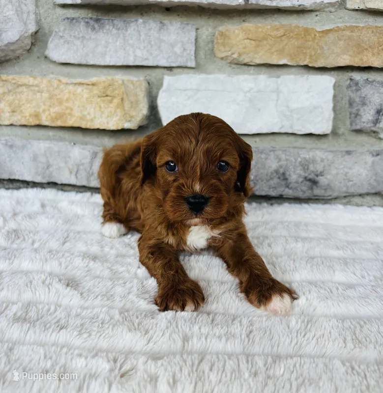 Blaze  – Cavapoo puppy for sale in Auburn, KY