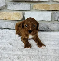 Blaze , a male Cavapoo for sale in Auburn, KY – 1 of 7