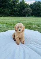 Bailey, a male Bichpoo for sale in Auburn, KY – 4 of 5