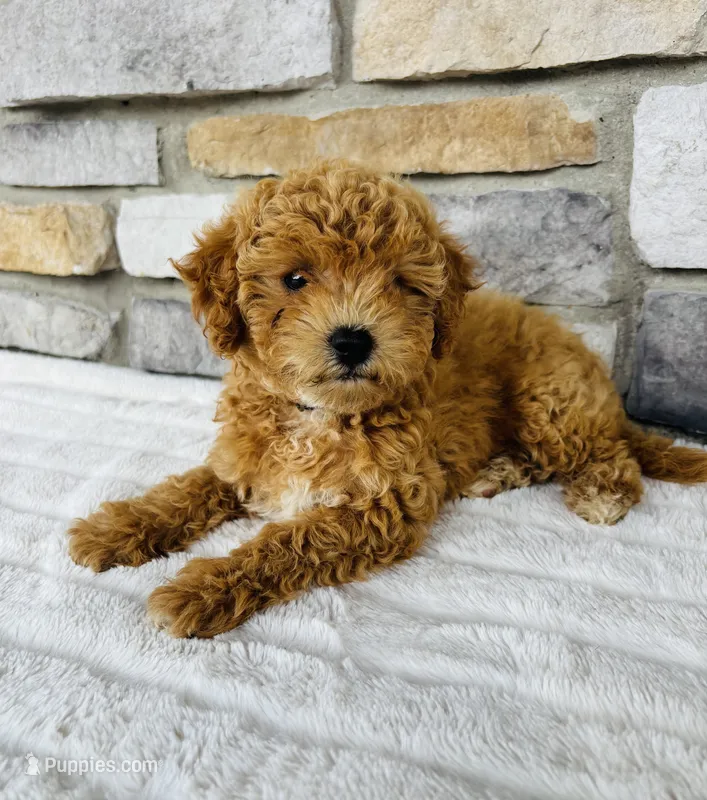 Kobe – Bichpoo puppy for sale in Auburn, KY