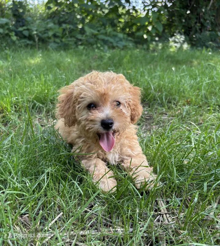 Finn – Bichpoo puppy for sale in Auburn, KY
