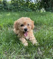 Finn, a male Bichpoo for sale in Auburn, KY – 1 of 3