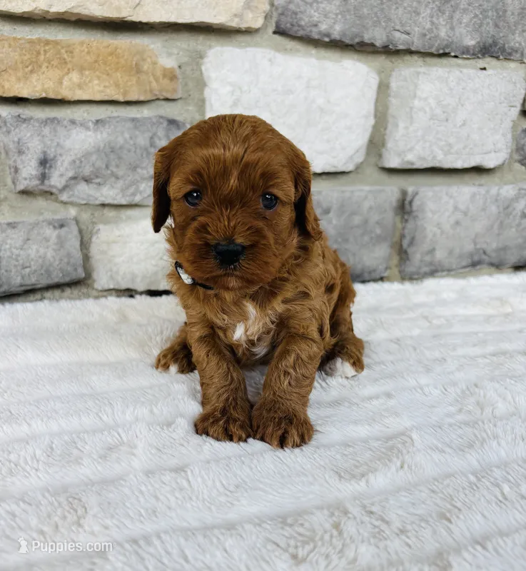 Ginger  – Cavapoo puppy for sale in Auburn, KY