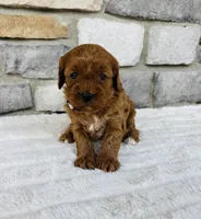 Ginger , a female Cavapoo for sale in Auburn, KY – 1 of 6