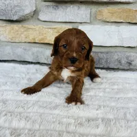 Blaze , a male Cavapoo for sale in Auburn, KY – 4 of 7