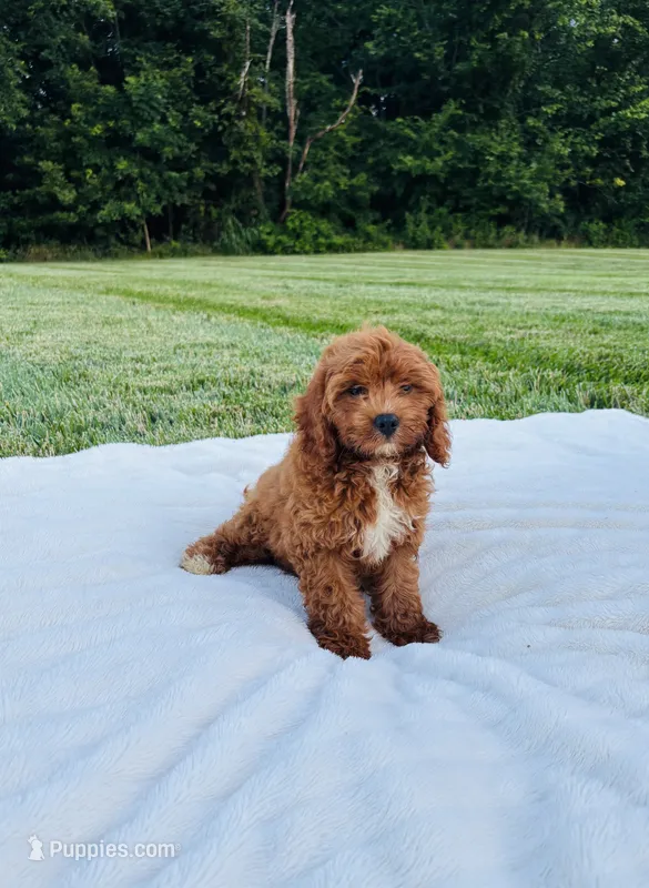 Blaze  – Cavapoo puppy for sale in Auburn, KY
