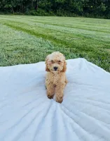 Bailey, a male Bichpoo for sale in Auburn, KY – 3 of 5