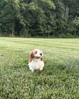 Bruno , a male Cavapoo for sale in Auburn, KY – 4 of 4
