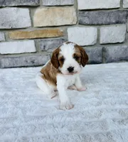 Lexi , a female Cavapoo for sale in Auburn, KY – 4 of 4