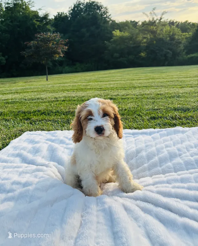 Bruno  – Cavapoo puppy for sale in Auburn, KY