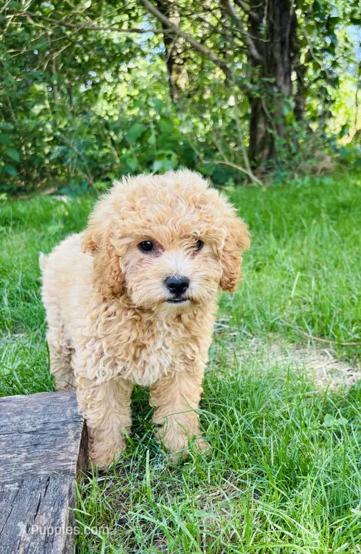 Bailey – Bichpoo puppy for sale in Auburn, KY