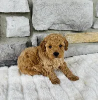 Bailey, a male Bichpoo for sale in Auburn, KY – Photo 6 of 6