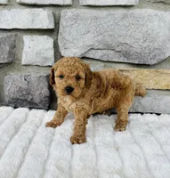 Bailey, a male Bichpoo for sale in Auburn, KY – Photo 2 of 6