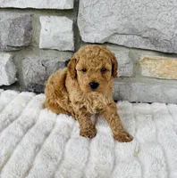Bailey, a male Bichpoo for sale in Auburn, KY – Photo 4 of 6