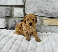 Bailey, a male Bichpoo for sale in Auburn, KY – Photo 3 of 6