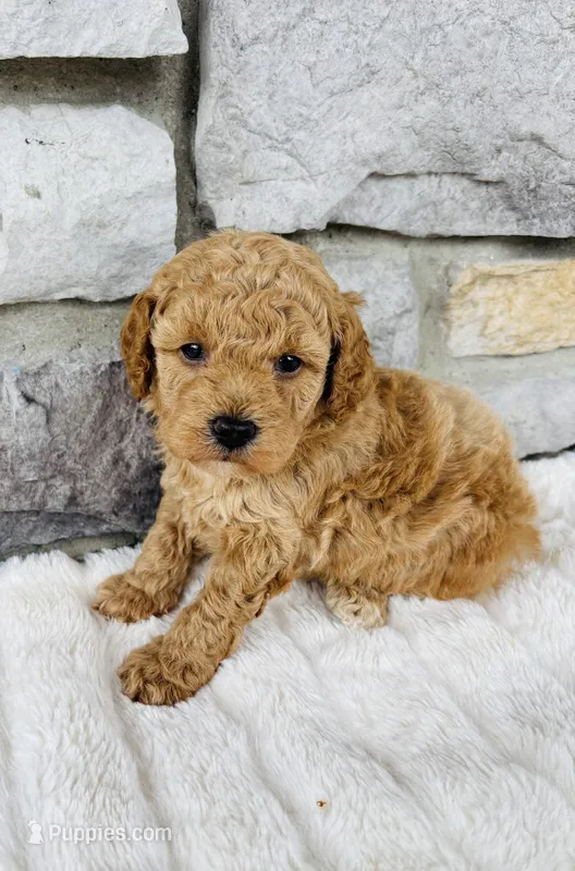 Bailey – Bichpoo puppy for sale in Auburn, KY
