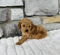 Bailey, a male Bichpoo for sale in Auburn, KY – Photo 5 of 6