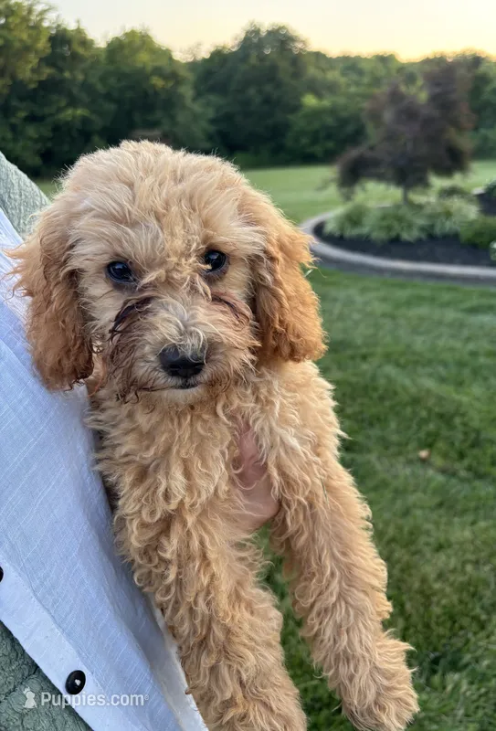Bailey – Bichpoo puppy for sale in Auburn, KY