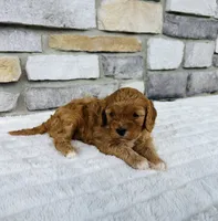 Skye, a female Cavapoo for sale in Auburn, KY – 4 of 6