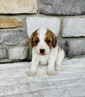 Bruno , a male Cavapoo for sale in Auburn, KY – 3 of 5