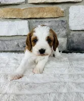 Lexi , a female Cavapoo for sale in Auburn, KY – 3 of 4