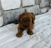 Ginger , a female Cavapoo for sale in Auburn, KY – 2 of 6