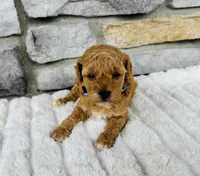 Kobe, a male Bichpoo for sale in Auburn, KY – Photo 2 of 6