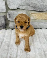 Kobe, a male Bichpoo for sale in Auburn, KY – Photo 1 of 6