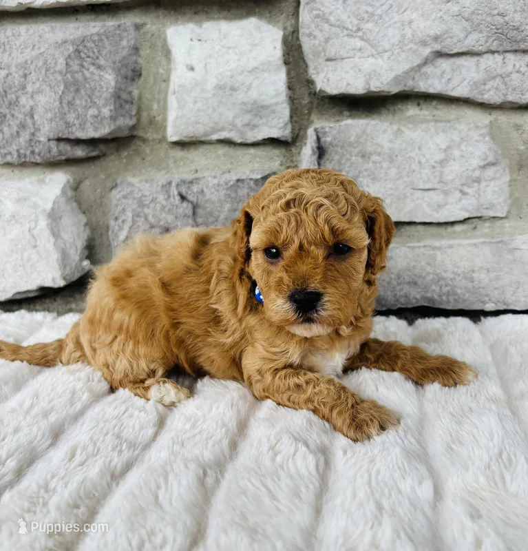 Kobe – Bichpoo puppy for sale in Auburn, KY
