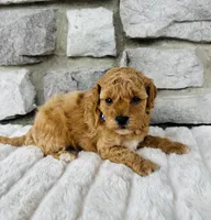 Kobe, a male Bichpoo for sale in Auburn, KY – Photo 5 of 6