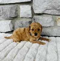 Kobe, a male Bichpoo for sale in Auburn, KY – Photo 6 of 6