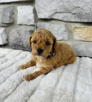 Kobe, a male Bichpoo for sale in Auburn, KY – Photo 3 of 6