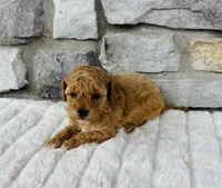 Kobe, a male Bichpoo for sale in Auburn, KY – Photo 4 of 6
