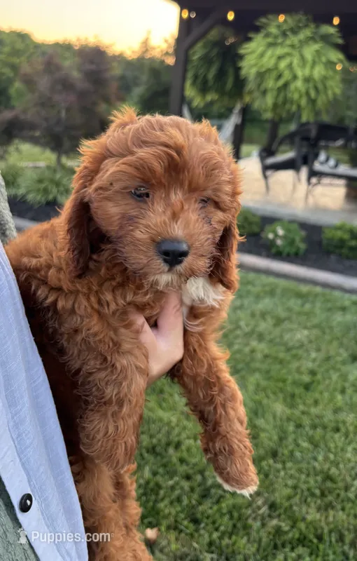 Blaze  – Cavapoo puppy for sale in Auburn, KY