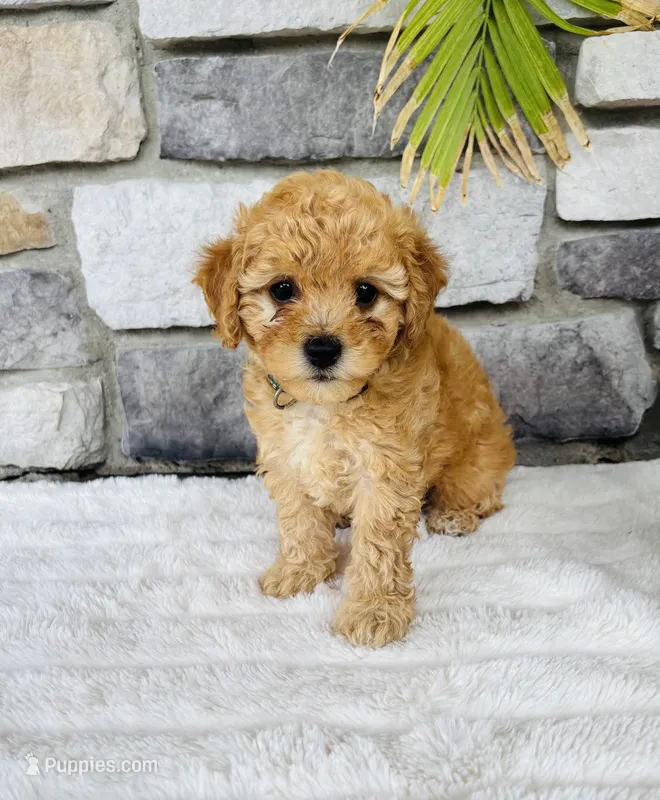 Finn – Bichpoo puppy for sale in Auburn, KY