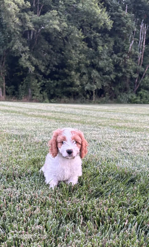 Bruno  – Cavapoo puppy for sale in Auburn, KY