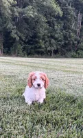 Bruno , a male Cavapoo for sale in Auburn, KY – 1 of 4