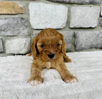 Skye, a female Cavapoo for sale in Auburn, KY – 2 of 6