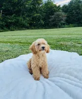 Bailey, a male Bichpoo for sale in Auburn, KY – 5 of 5