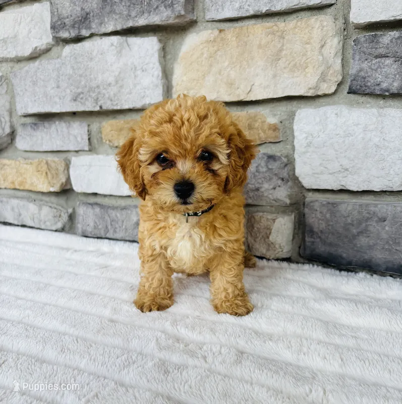 Finn – Bichpoo puppy for sale in Auburn, KY