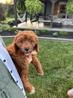 Blaze , a male Cavapoo for sale in Auburn, KY – 3 of 3