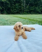 Bailey, a male Bichpoo for sale in Auburn, KY – 2 of 5