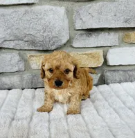 Summer, a female Bichpoo for sale in Auburn, KY – Photo 5 of 5
