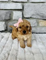 Summer, a female Bichpoo for sale in Auburn, KY – Photo 4 of 5