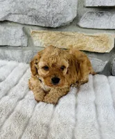 Summer, a female Bichpoo for sale in Auburn, KY – Photo 2 of 5