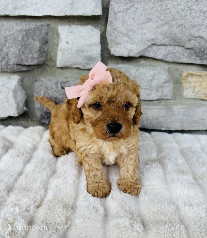 Summer – Bichpoo puppy for sale in Auburn, KY