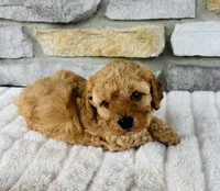 Summer, a female Bichpoo for sale in Auburn, KY – Photo 3 of 5